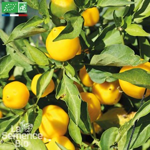 Piment bonbon pfefferoni - graines bio