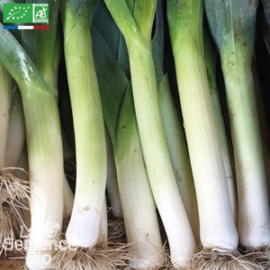 Poireau armor - graines bio