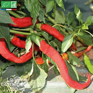 Poivron doux long des landes - graines b