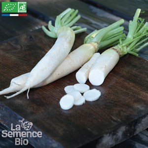 Radis blanc daïkon - graines bio