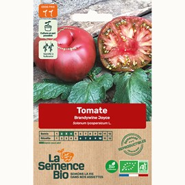 Tomate brandywine joyce - graines bio