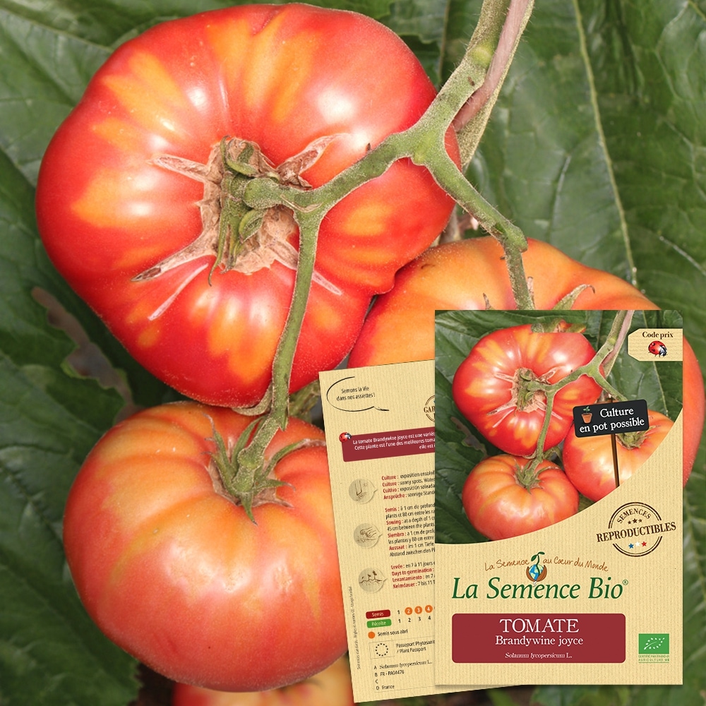 7 tomates tardives - notre sélection Promesse de Fleurs