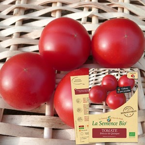 Tomate précoce de quimper bio