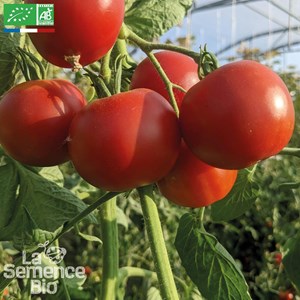 Tomate précoce de quimper - graines bio