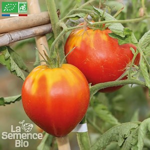 Tomate c ur de b uf rouge - graines bio