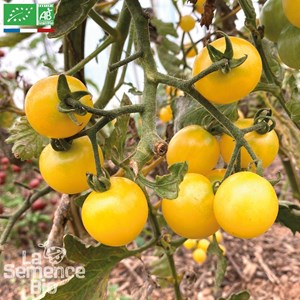 Tomate snowberry - graines bio