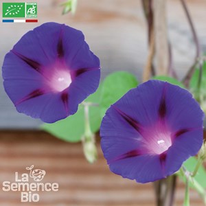 Ipomée - graines bio
