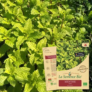 Menthe verte bio