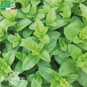 Menthe verte - graines bio