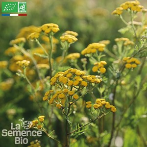 Tanaisie commune - graines bio