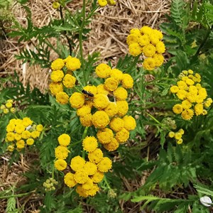 Tanaisie commune - graines bio