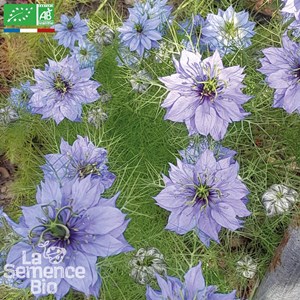 Nigelle de damas - graines bio