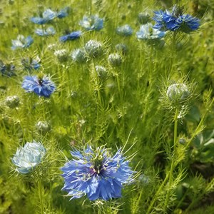 Nigelle de damas - graines bio