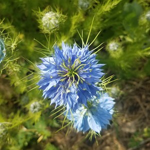 Nigelle de damas - graines bio