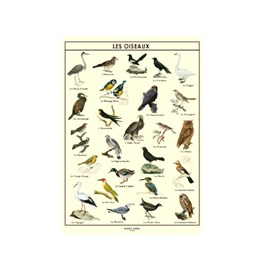 Poster les oiseaux