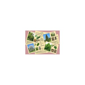 J'apprends à reconnaître les arbres