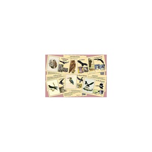 Quel est donc cet oiseau ?