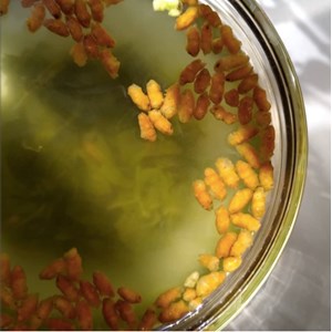 Thé genmaicha 90 g
