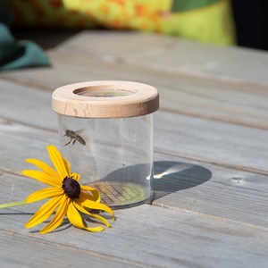 Boite observation insectes avec loupe