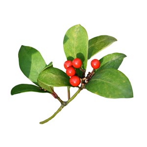 Gaulthérie couchée - huile essentielle bio - 30ml garantie chromacert® - chémoty