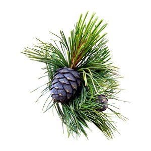 Pin cembro (pinus cembra) - huile essentielle bio - 5ml garantie chromacert® - c