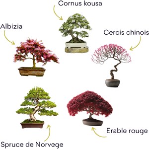 Bonsai premium - kit  complet