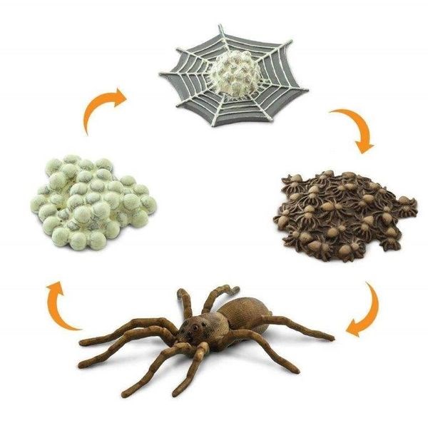 Le cycle de la vie d'une araignée