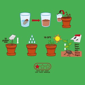 Kit enfant : basilic bio