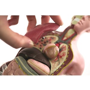 Découvre le corps humain