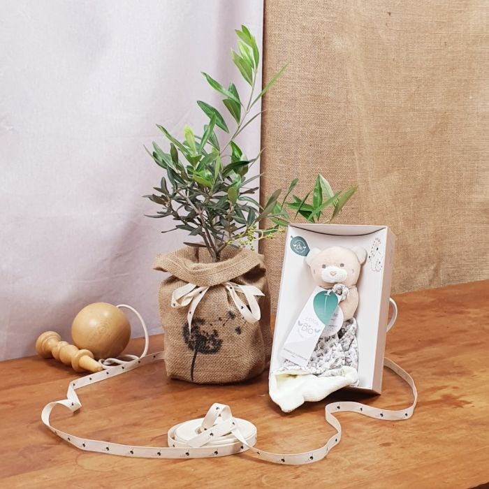 Com'La Nature - Coffret l'olivier et son doudou ours bio