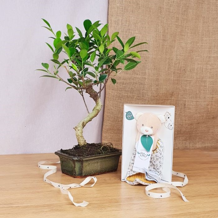 Com'La Nature - Coffret d'un bonsaï et doudou ours bio