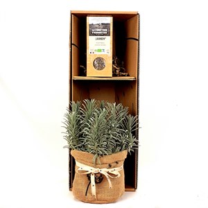 Coffret, une lavande et son infusion bio