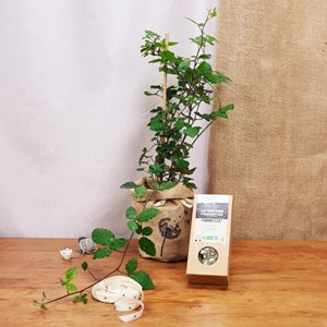 Coffret, d'une mûre et son infusion bio