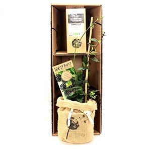 Coffret, d'une mûre et son infusion bio