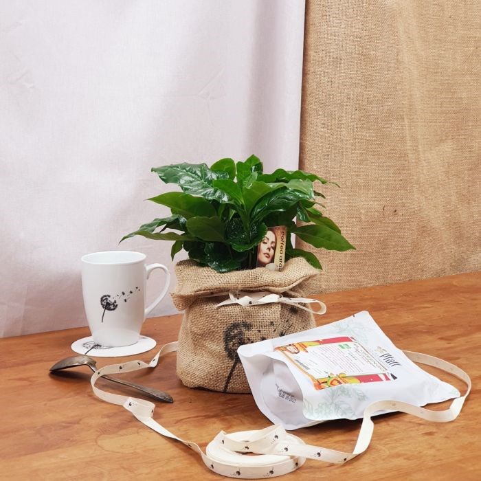 Coffret d'un caféier, son café bio moulu