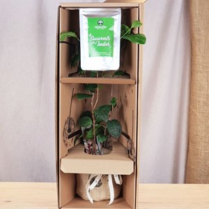Coffret d'un théier et son thé vert bio