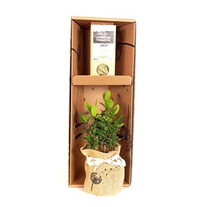 Coffret d'un laurier et son infusion bio