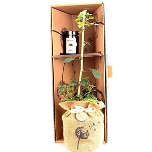Coffret d'une mûre et sa confiture bio