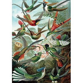 Puzzle - haeckel - colibris
