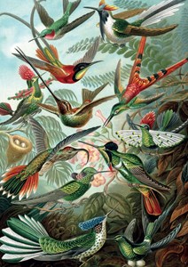 Puzzle - haeckel - colibris