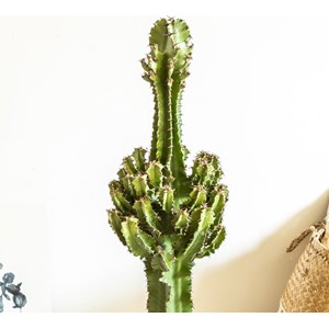 Grande euphorbe erythrea 90 cm