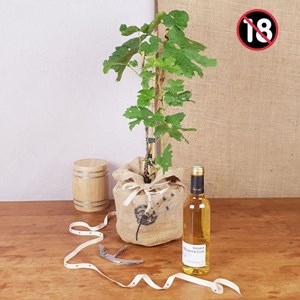 Coffret d'une vigne, et vin monbazillac