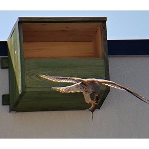 Nichoir faucon crécerelle