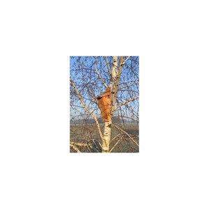 Nichoir grimpereau en bois