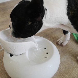 Fontaine animaux cristal line toby