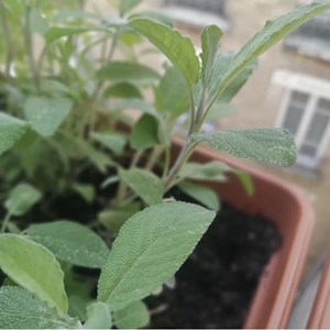 Sachet de graines - sauge officinale