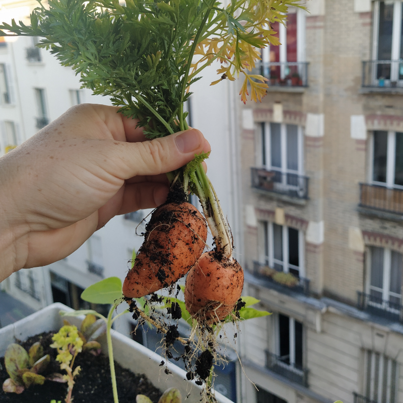 La Carotte en sachet - mon-marché.fr