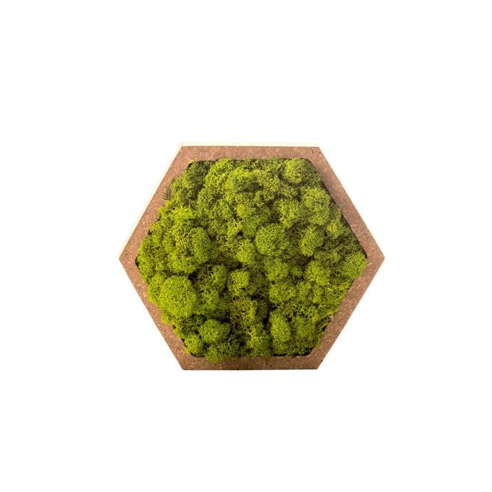 Stab lichen hexagonale vert 16 x 16 cm