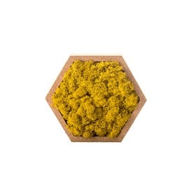 Stab lichen hexagonal jaune 16 x 16 cm