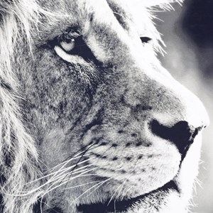 Tableau toile lion 73x110 cm